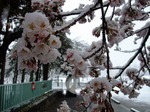 桜と雪景色　開成山公園　Cherry blossoms and snow scene 6